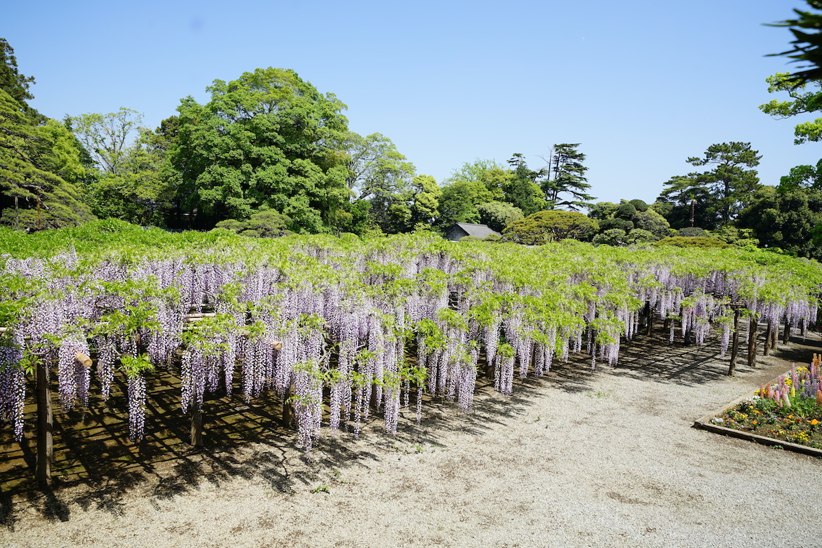 牛島の藤(藤花園)