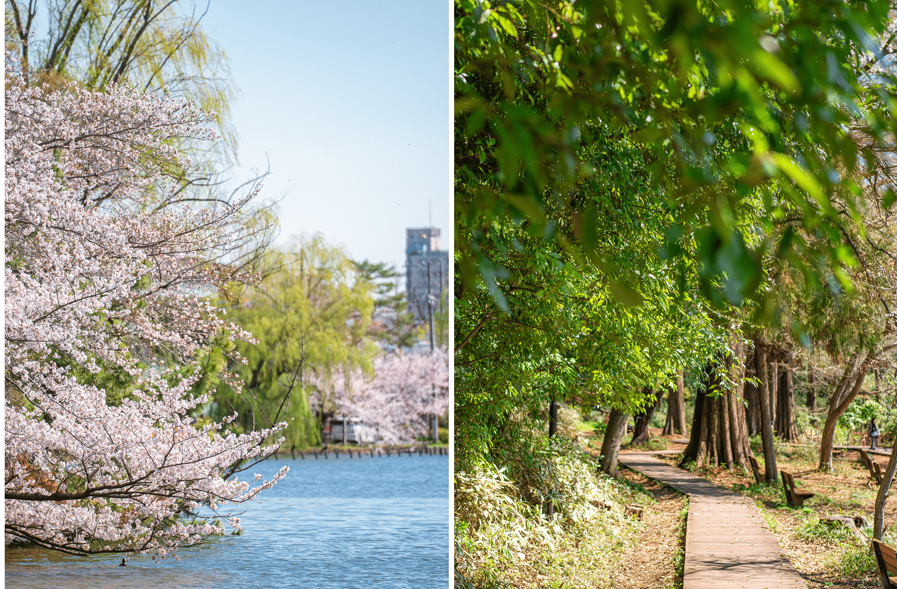 石神井公園イメージ