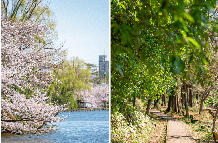 石神井公園イメージ
